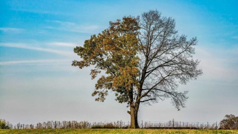 What to do with Dead tree