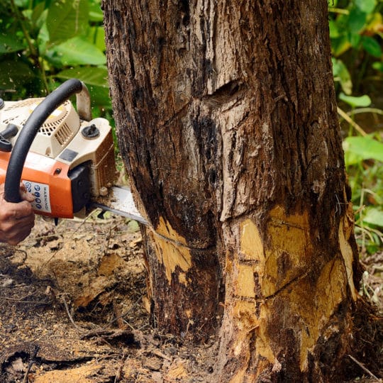 How to cut down a tall tree