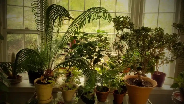 Indoor Plants for Low-Light Conditions