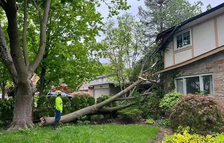 Storm Damage Cleanup